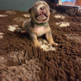 Viserys - Blue tri-color male American Bully puppy in Henderson, Kentucky from Medusa’s Bullies