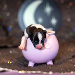 Border Collie, Papillon, Sporty Mix, and Whippet Puppies from Old Hemp Border Collies / Open Horizon Sport Dogs