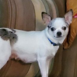 Diamond - Chihuahua