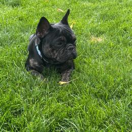 Bonnie - Brindle female French Bulldog puppy in Billings, Montana from Yellowstone Frenchies