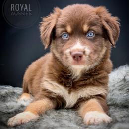 Garnet - Red tri-color male Australian Shepherd puppy in Petersburg, Indiana from Royal Aussie’s