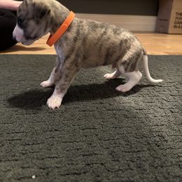 Whippet Puppies from Sara's Whippets