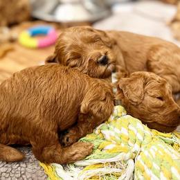 Goldendoodle Puppies from Sunnydoodle Utah