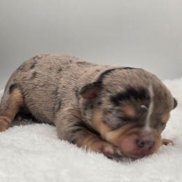 Odin - Blue merle male Chihuahua puppy in Clinton, Missouri from RockyTop Hearts