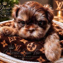 Bourbon - Liver male Shih Tzu puppy in Fairland, Indiana from Divine Shih Tzu of Fairland