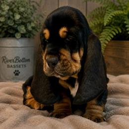 Stanley - Orange collar - Black brown and white male Basset Hound puppy in Edmonton, Kentucky from RiverBottom Bassets