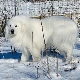Great Pyrenees puppies from Polar Light Great Pyrenees