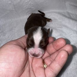Luna - Red tri female Miniature Australian Shepherd puppy in Angleton, Texas from 4LH Australian shepherds