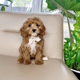 Biscuit - Red male Cavapoo puppy in Melissa, Texas from Southern Love Cavapoos & Maltipoos