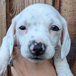 White Girl - Piebald female Dachshund puppy in Chehalis, Washington from Hill Top Dachshunds