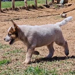 Stetson - Red mottled male Australian Cattle Dog puppy in Weatherford, Texas from Carben Copy