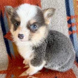 Eddie - Blue male Pembroke Welsh Corgi puppy in Okeechobee, Florida from HotShot Kennels
