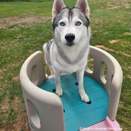 Bella - Gray and white female Siberian Husky puppy in Tomahawk, Wisconsin from Lunter's Heaven Huskies