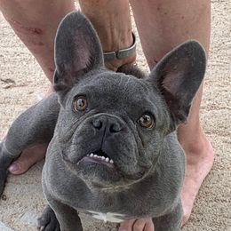 Sapphire - French Bulldog