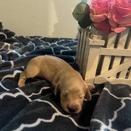 Dachshund Puppies from Corgie & Cream Paradise