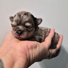 Aegon (AKC) - Merle male Chihuahua puppy in Silver Summit, Utah from Snow Peak Kennel