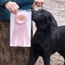 Flat-Coated Retriever Puppies from Dr. Patricia McClain