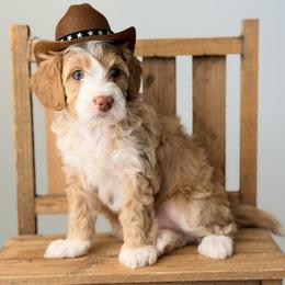 Romeo - Red  male Goldendoodle puppy in Fayetteville, Georgia from Darling Doodles