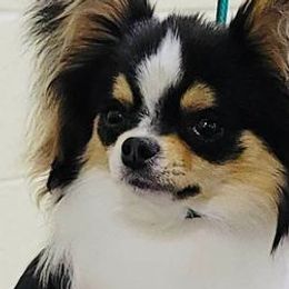 Chihuahuas from OneLove Chihuahuas