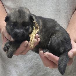 Boy 4 Gold - Sable male German Shepherd puppy in Lake George, Colorado from High Country German Shepherds