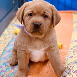 Labrador Retriever Puppies from Ashland Labradors