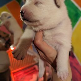 Pomsky Puppies from Valparaiso Pomskys