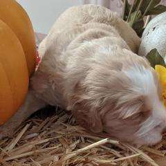 Australian Labradoodle Puppies from Doodle Inn Labradoodles