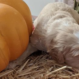 Australian Labradoodle Puppies from Doodle Inn Labradoodles