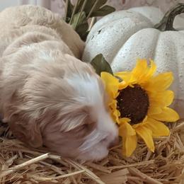 Australian Labradoodle Puppies from Doodle Inn Labradoodles