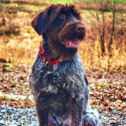 Angel - Wirehaired Pointing Griffon