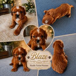 Blaze - Ruby male Cavalier King Charles Spaniel puppy in Shepherdsville, Kentucky from Cavalierkentuckypride