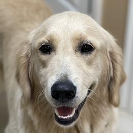 Beach - Golden Retriever