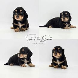 Dicky - Black and cream male Dachshund puppy in Zebulon, North Carolina from Salt of the Earth Dachshunds