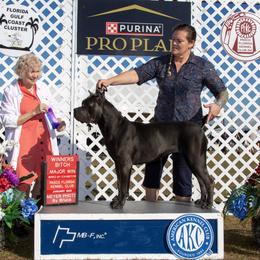 Armee - Cane Corso