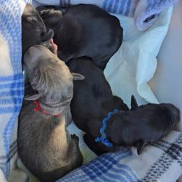 Doberman Pinscher puppies from Emerald Eire Dobermanns