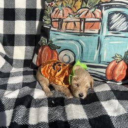 Aspen - Apricot Goldendoodle puppy in Winston Salem, North Carolina from Summer Breeze Doodles