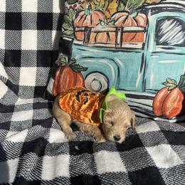 Aspen - Apricot Goldendoodle puppy in Winston Salem, North Carolina from Summer Breeze Doodles