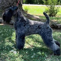 Kerry Blue Terrier All Grown Up from BlueAire