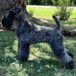 Kerry Blue Terrier All Grown Up from BlueAire