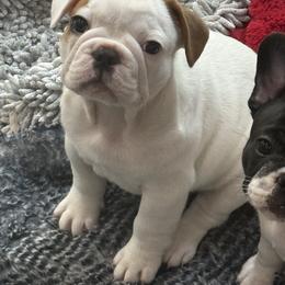 Star Spangled Banner Litter-Valor - Fawn and white male French Bulldog puppy in Kalispell, Montana from Grace & Grit Frenchies