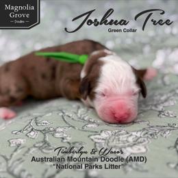 Joshua Tree - Green Collar - male Australian Mountain Doodle puppy in Oxford, Alabama from Magnolia Grove Doodles