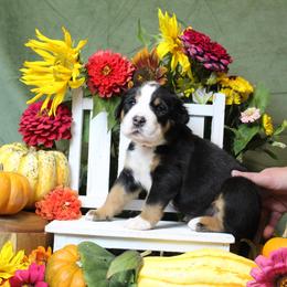 Rapunzel : Purple Girl - Black, white and red female Greater Swiss Mountain Dog puppy in Rexburg, Idaho from Silver String Swissies