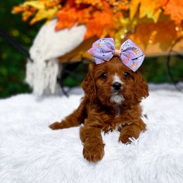 Ellie - Red female Cavapoo puppy in North Carolina from NC Doodle Puppies