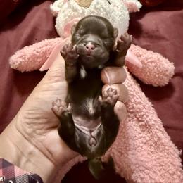 Darlin - Liver and white female Shih Tzu puppy in Warrior, Alabama from The Anderson Farms Kennel