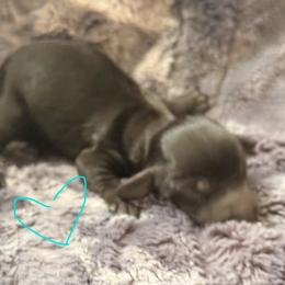CKC solid black - Black male Dachshund puppy in Chittenango, New York from Diamond Dachshunds