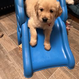 Golden Retriever Puppies from Golden Poppy Retrievers