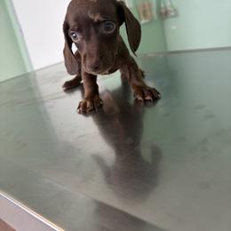 Hope - Dapple male Dachshund puppy in Conroe, Texas from R&M Dachshunds