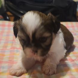 Puppy 1 - Tricolor female Shih Tzu puppy in Belleville, Michigan from Patricia's Heavenly Earth Angels