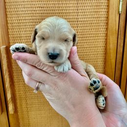 "December at 2 Weeks" Goldendoodle Puppies from Our Golden Willow