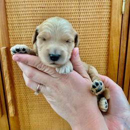 "December at 2 Weeks" Goldendoodle Puppies from Our Golden Willow